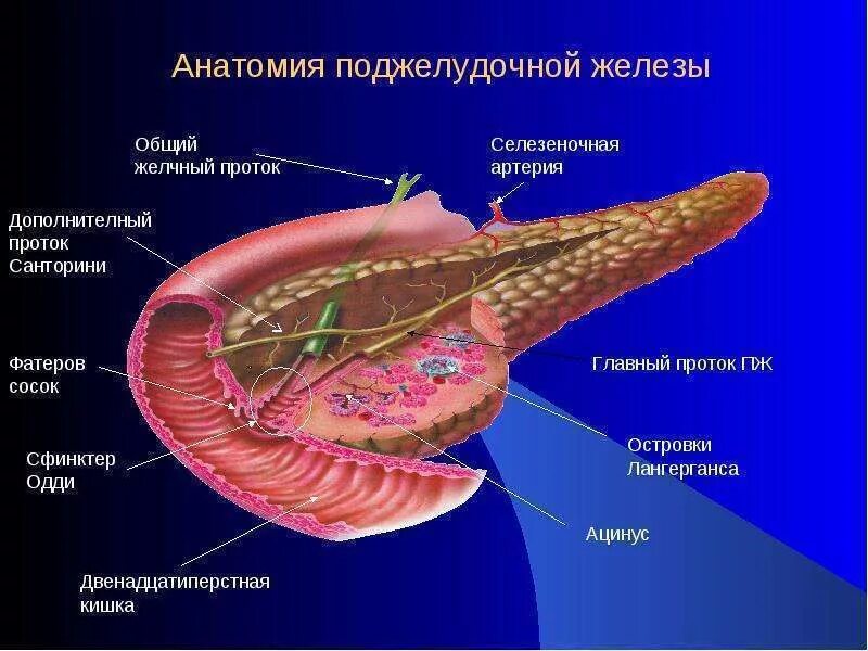 Поджелудочная железа строение фото Особенности внутреннего строения поджелудочной железы - найдено 90 картинок