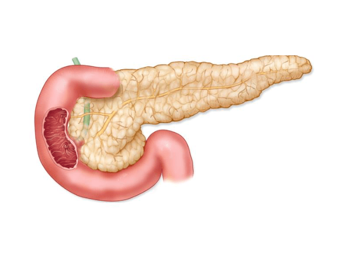 Поджелудочная железа строение фото cuál Es La Función Del Páncreas? - Para Qué Sirve 824