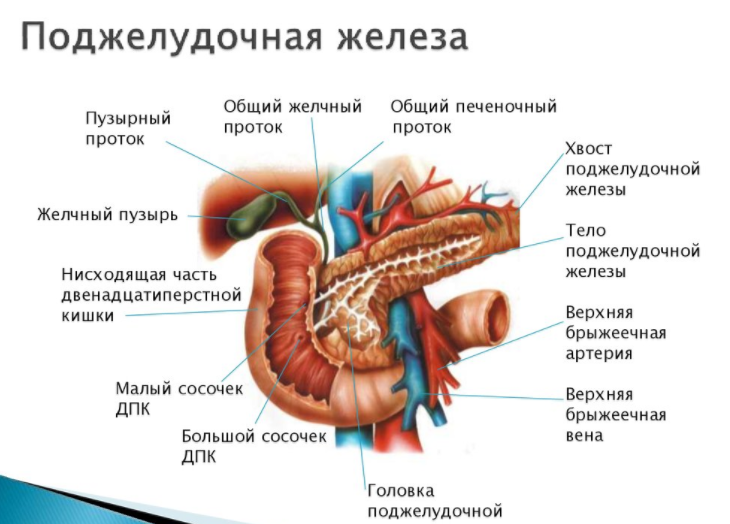 Поджелудочная железа строение фото Эти продукты разрушают поджелудочную железу. Тропа здоровья Дзен