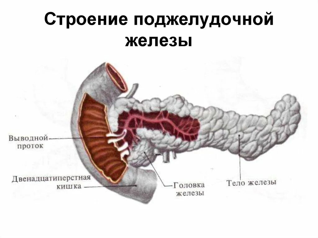 Поджелудочная железа строение фото Картинки ПОДЖЕЛУДОЧНАЯ ЖЕЛЕЗА ЧЕЛОВЕКА СТРУКТУРА