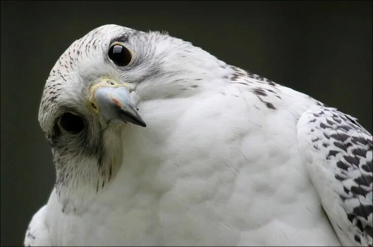 Поезд белый кречет фото Gyrfalcon. by Evey-Eyes on deviantART Beautiful birds, Raptors bird, Birds of pr