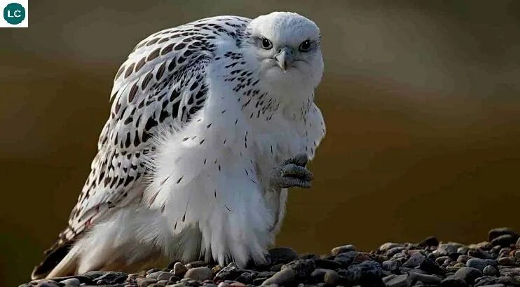 Поезд белый кречет фото https://www.facebook.com/WonderBirdSpecies/ Gyrfalcon (Falco rusticolus); Arctic