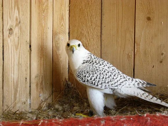 Gyrfalcon (Falco rusticolus) breeds on Arctic Coasts and Islands of North Americ