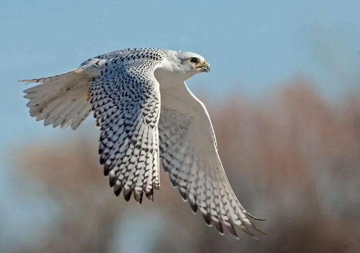 Поезд белый кречет фото Gyrfalcon (Falco rusticolus) breeds on Arctic Coasts and Islands of North Americ