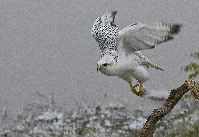 Поезд белый кречет фото Gyrfalcon takes flight by merigan, via Flickr Raptors bird, Audobon birds, Bird 