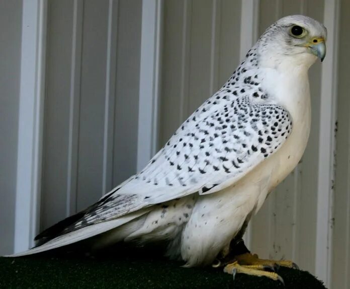 Поезд белый кречет фото Gyrfalcon, Falco rusticolus (With images) Bird species, Birds, Raptors bird