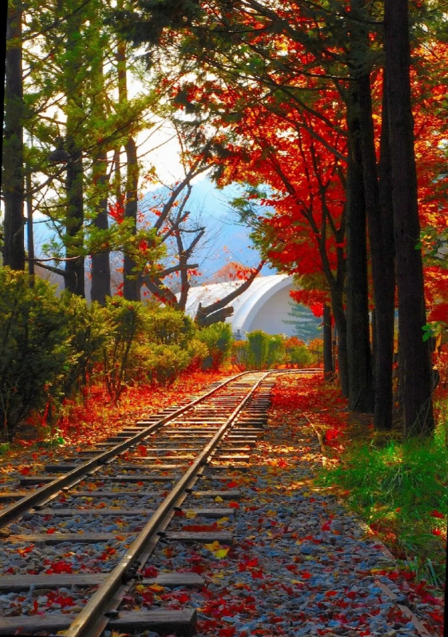 Поезд в осеннем лесу фото Fall tracks. Source Facebook.com Train tracks, Abandoned train, Scenic