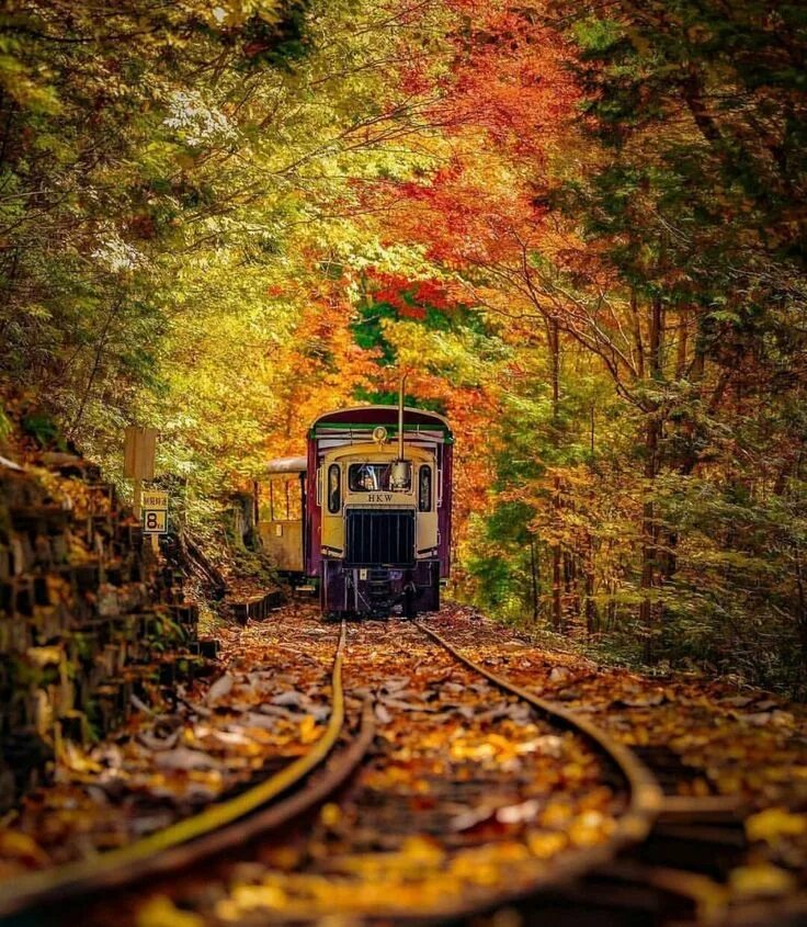 Поезд в осеннем лесу фото Pin by Leah Barrera on Fall In Love Landscape photography, Scenic train rides, N