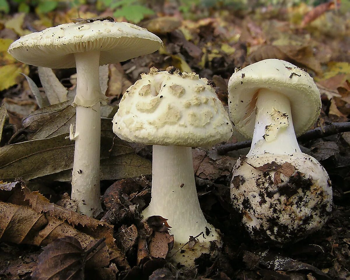 Поганки грибы фото с названиями Гөмбәләр - Wikipedia