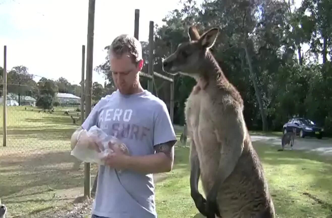 Похититель кенгуру в ярославле фото Feeding a massive kangaroo.