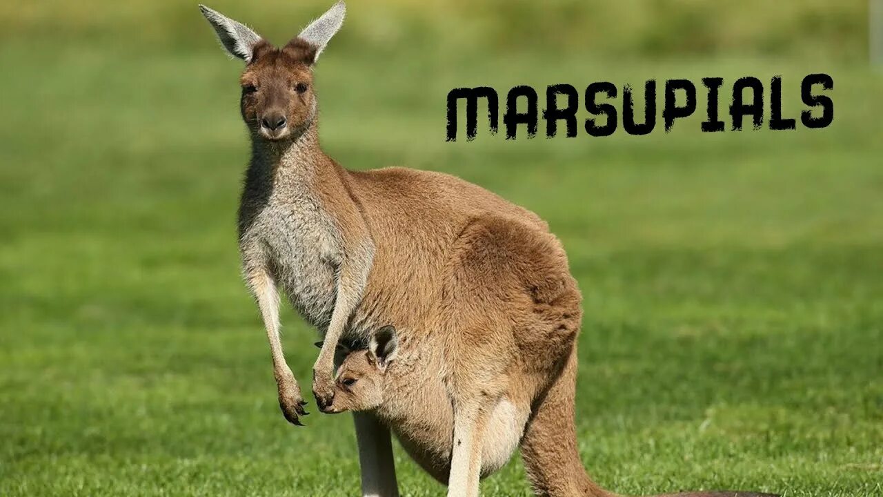 Похититель кенгуру в ярославле фото Symbol of Australia: Kangaroo - the largest jumping animal in the world - YouTub