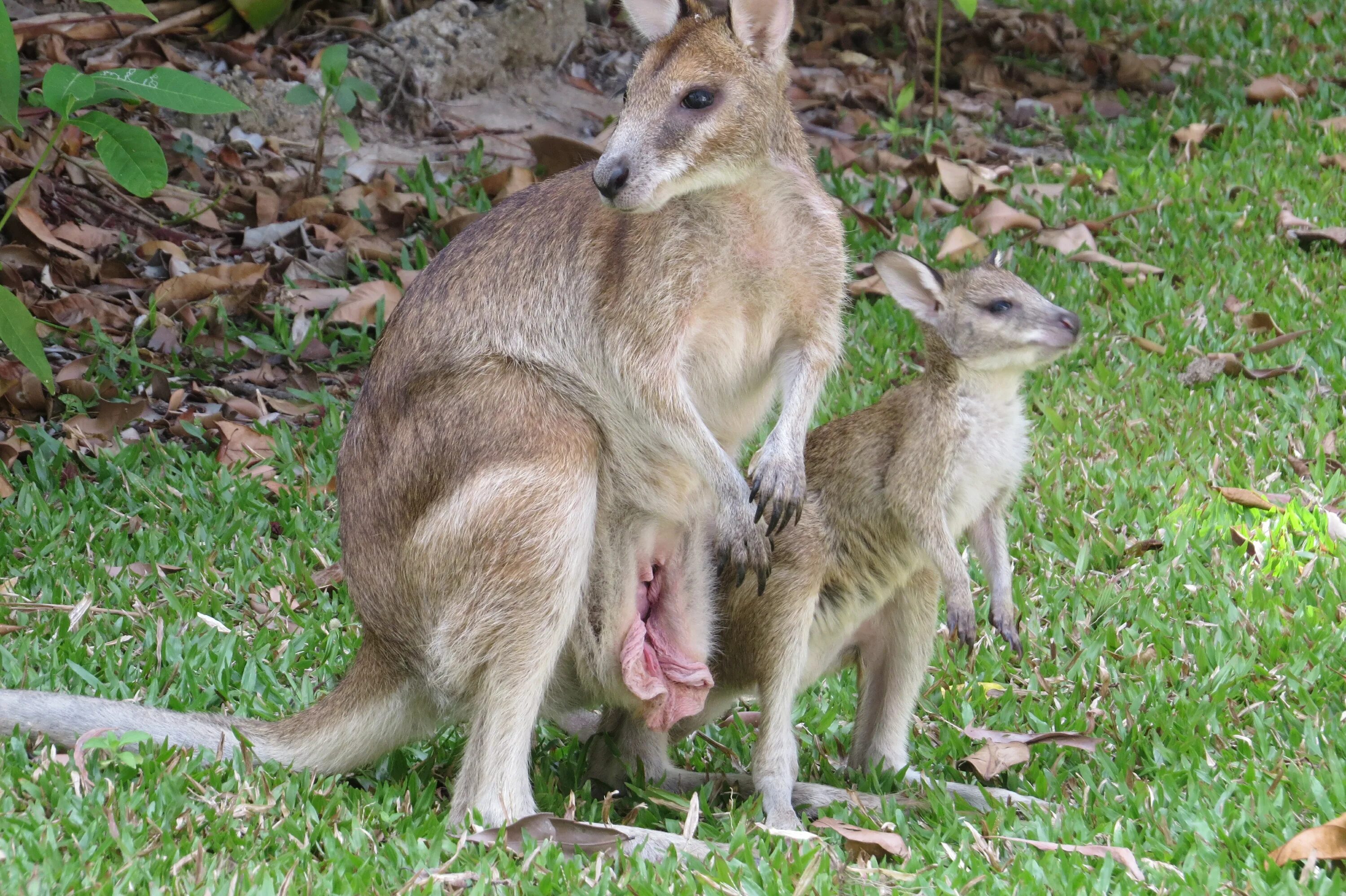 Похититель кенгуру в ярославле фото File:Macropus agilis pouch and joey 1.jpg - Wikimedia Commons