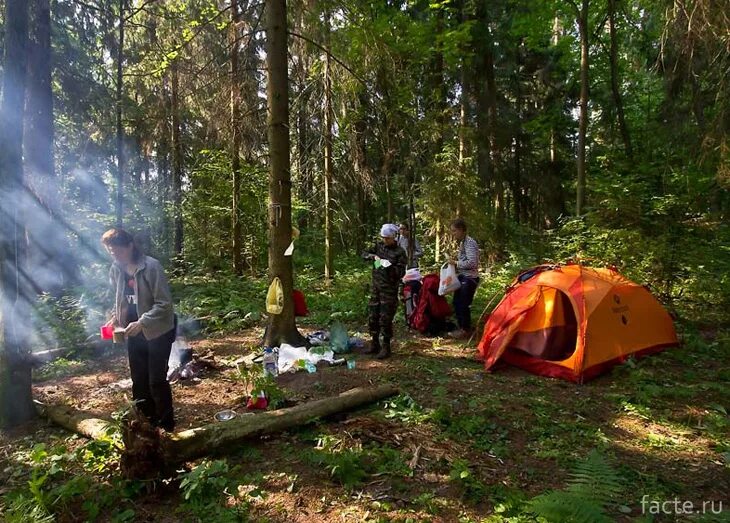 Походы в лесу фото Советы туристам, отправляющимся в лесной поход