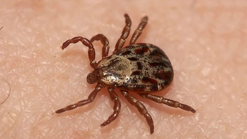 Похожие на клещей фото Lyme Disease May Up Risk for Mental Illness, Suicidal Behavior