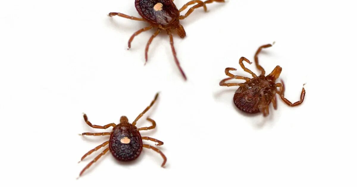 Похожие на клещей фото Chow Line: Tick season could result in red meat allergies for some bitten by lon