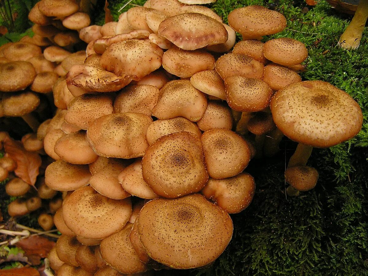 Похожие на опята фото File:Armillaria mellea MdE 3.jpg - Wikimedia Commons