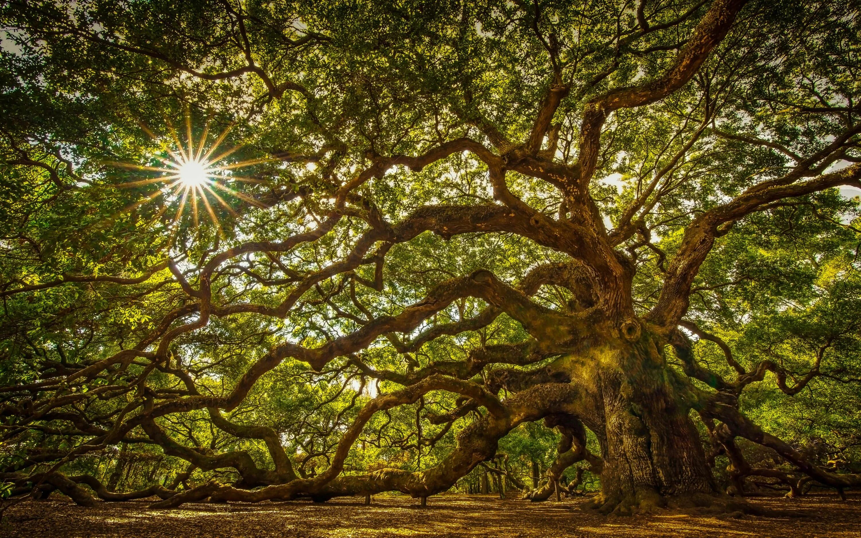 Поиск дерева по фото Tree About 1100 Years Old A Massive Oak Tree On John’s Island South Carolina Uni