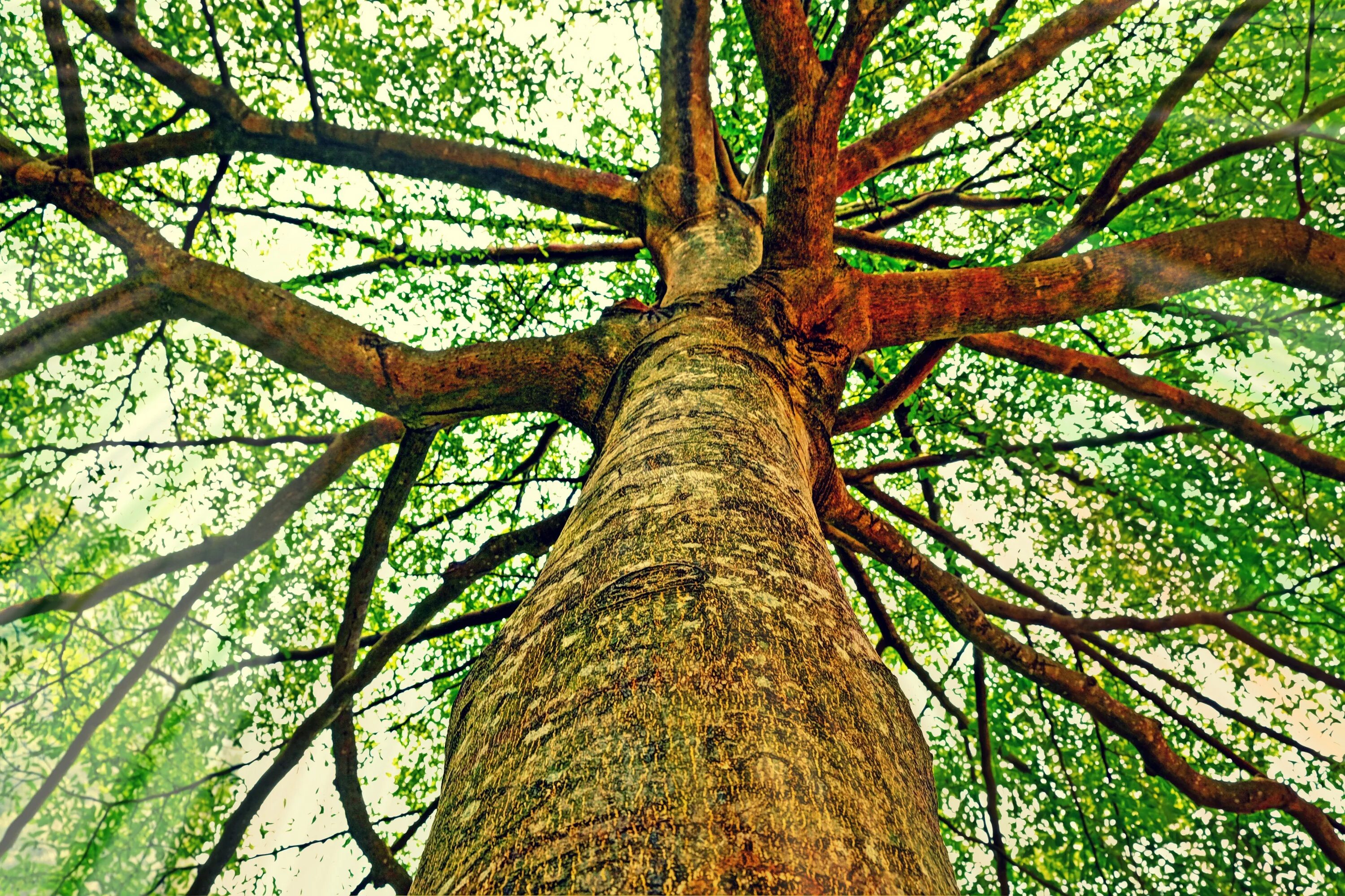 Поиск дерева по фото Tree trunk with branches at sky free image download