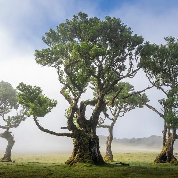 Поиск дерева по фото Enchanting Photos of Madeira's Ancient Fanal Forest Filled With 500-Year-Old Tre