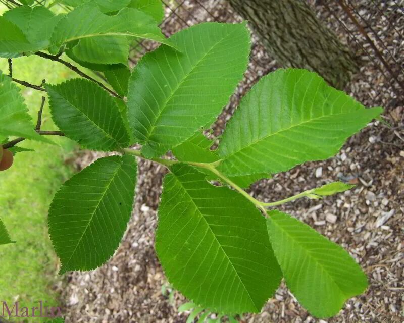 Поиск дерева по фото Vanguard Elm - Ulmus 'Morton Plainsman' - North American Insects & Spiders