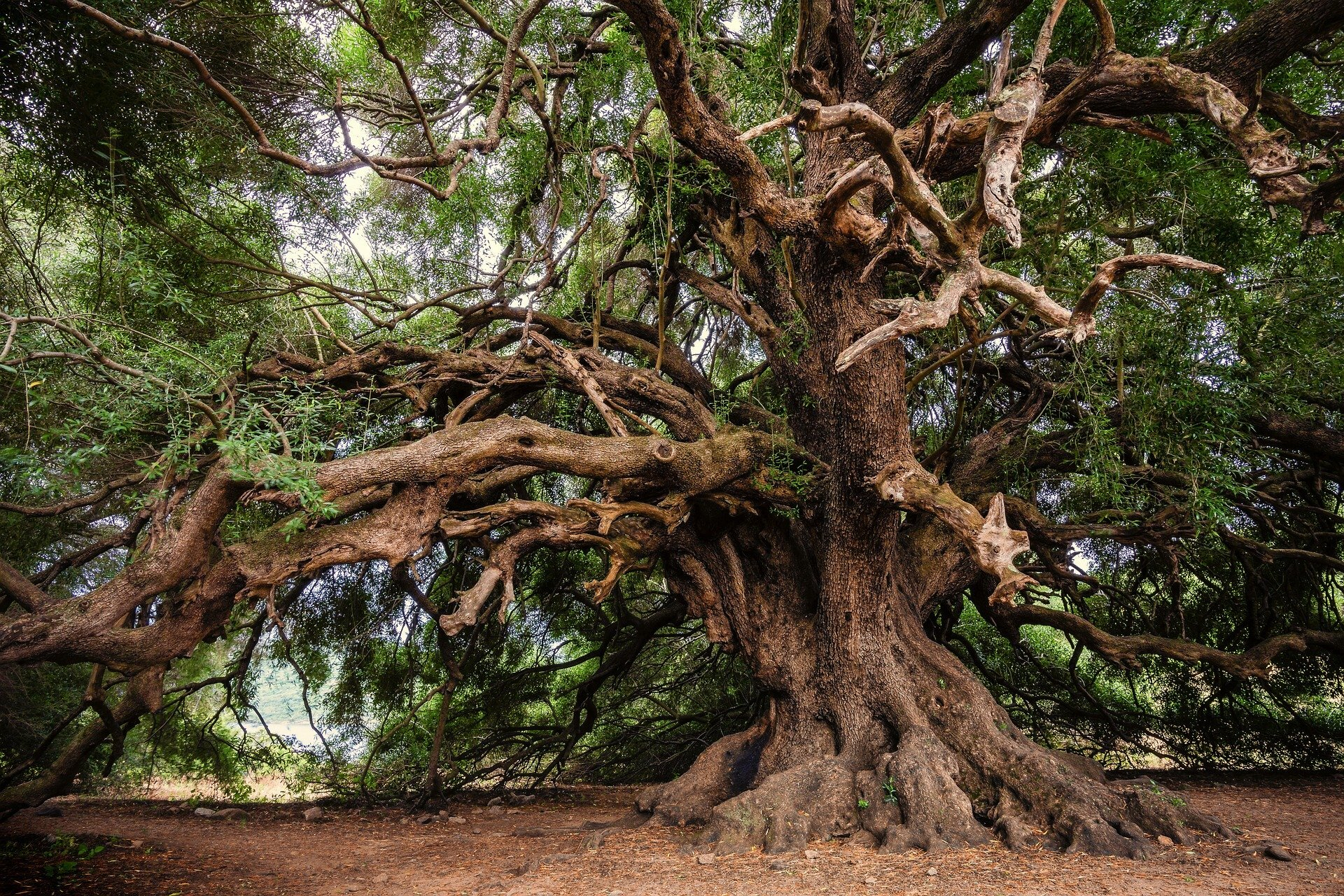 Поиск дерева по фото Ancient trees—those that are many hundreds, or even thousands, of years old—play