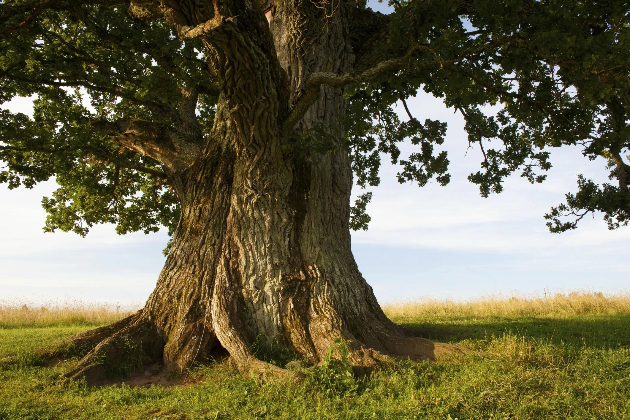 Поиск дерева по фото The base of a grand oak tree in Oregon. Фотографии деревьев, Фото дерево, Цветущ