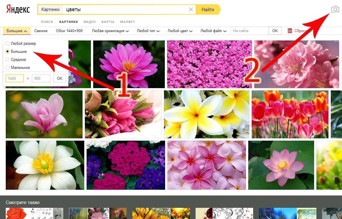 Поиск фото по цвету Поиск цветка по картинке