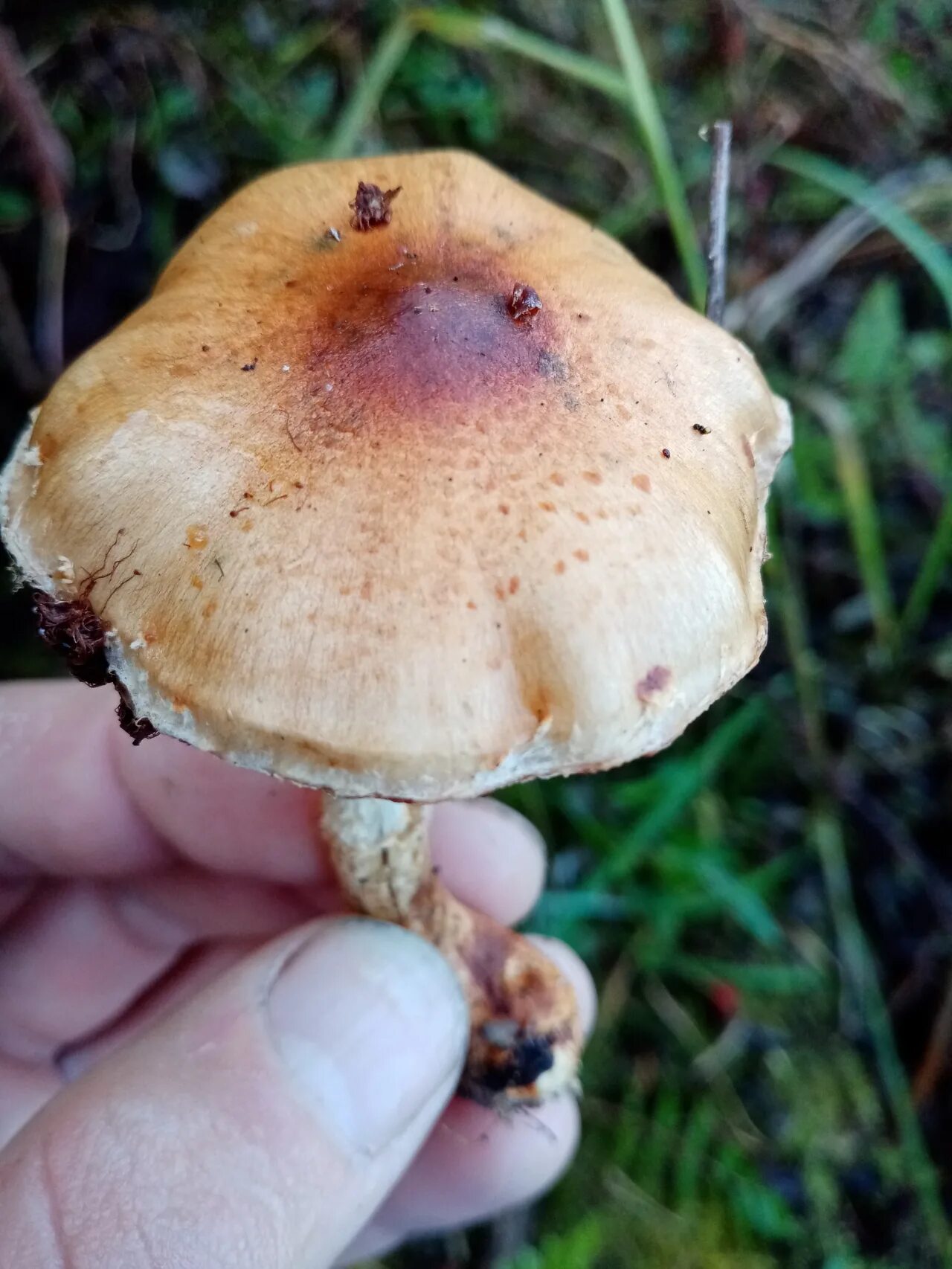 Mushrooms for food free image - № 9403