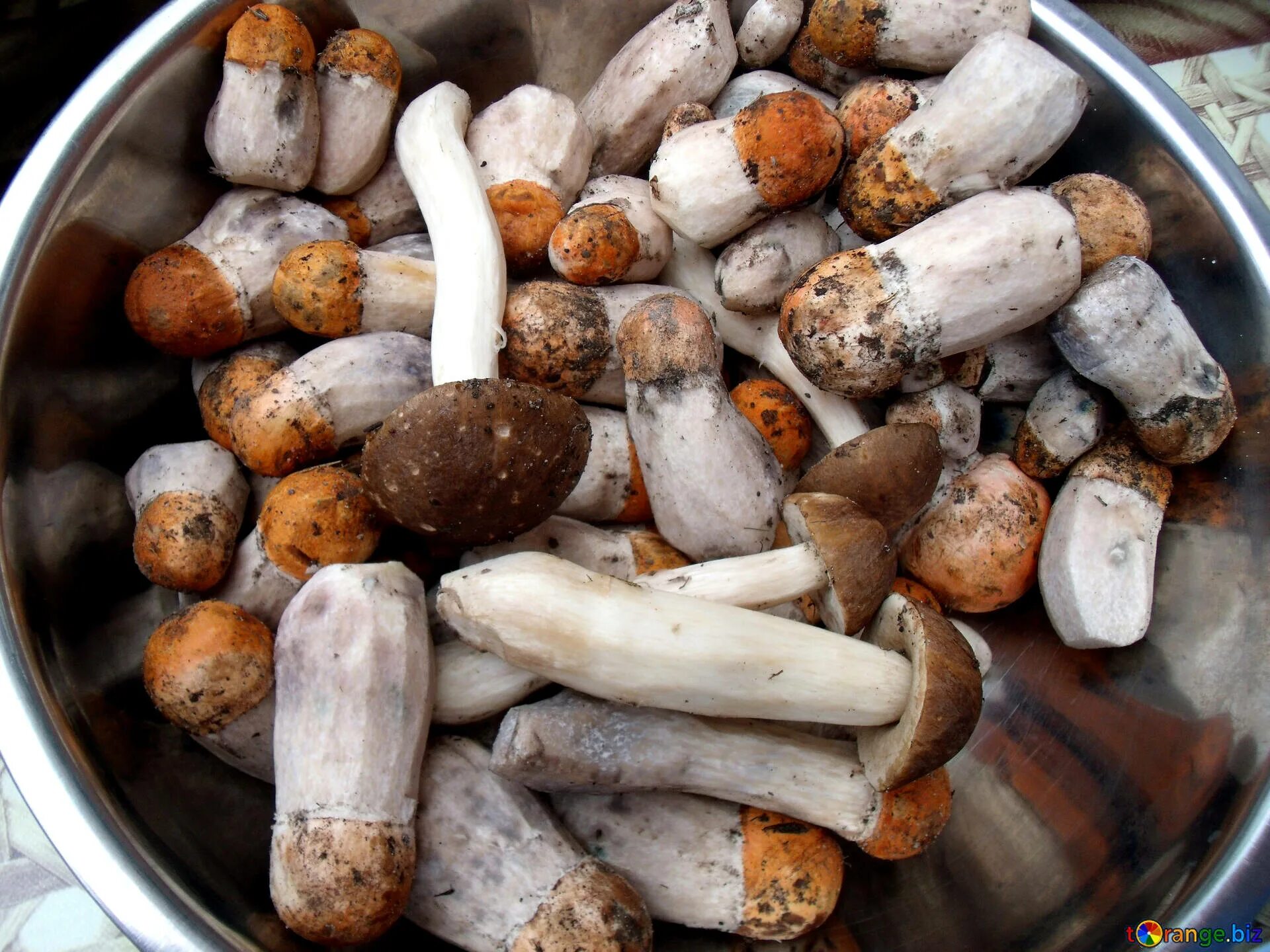 Поиск грибов по фото Mushrooms for food free image - № 9403