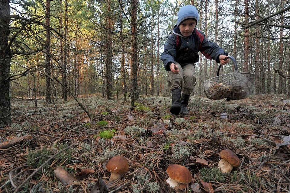 Поиск грибов по фото онлайн Синоптик Вильфанд спрогнозировал старт грибного сезона в Московском регионе - KP