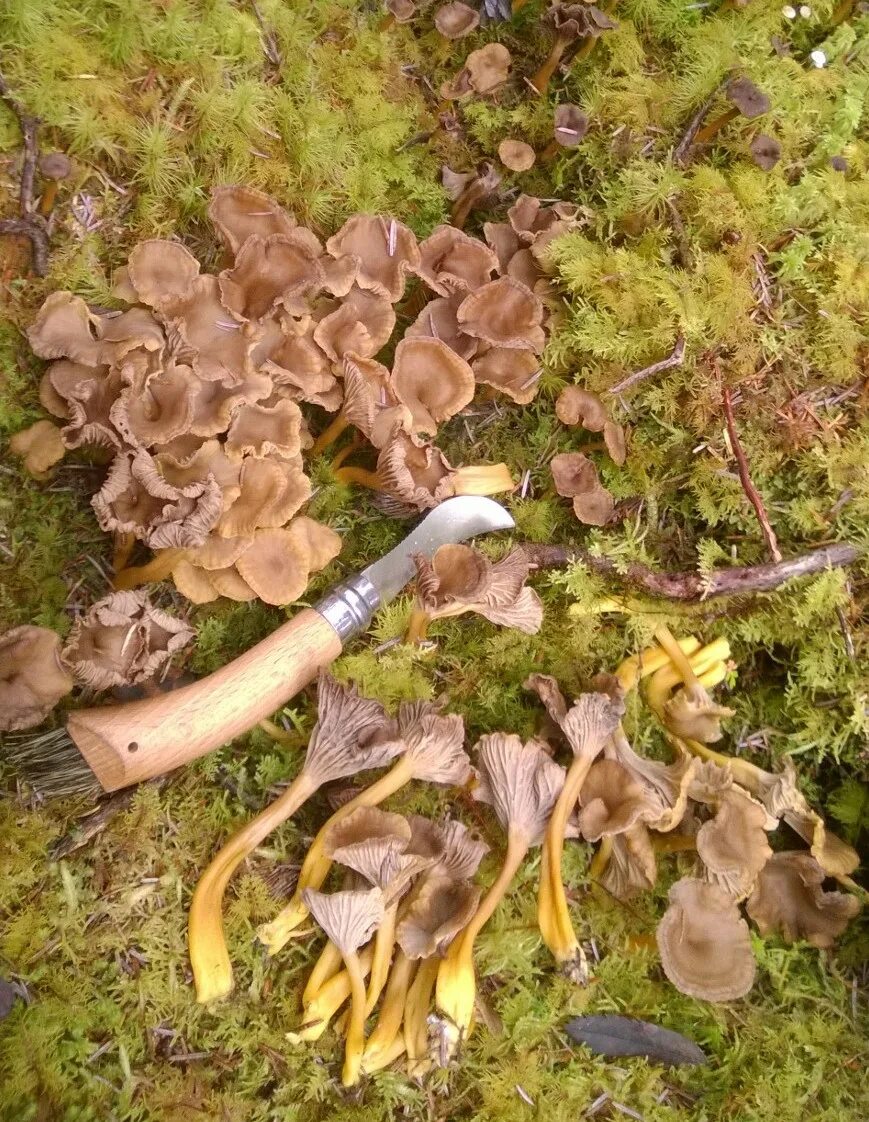 Поиск грибов по фото онлайн Foraging Equipment - Fungi Knives - Galloway Wild Foods