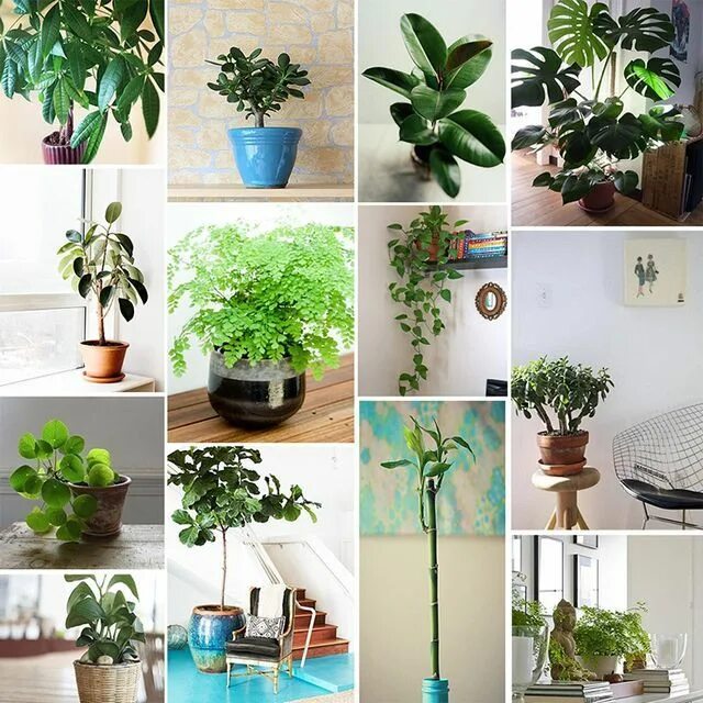 Поиск комнатного растения по фото The Plant Hunter Bloglovin' Feng shui, Feng shui garten, Zimmerpflanzen ideen