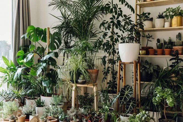 Поиск комнатного растения по фото Required Reading: Evergreen, Living with Plants - Gardenista House plants indoor