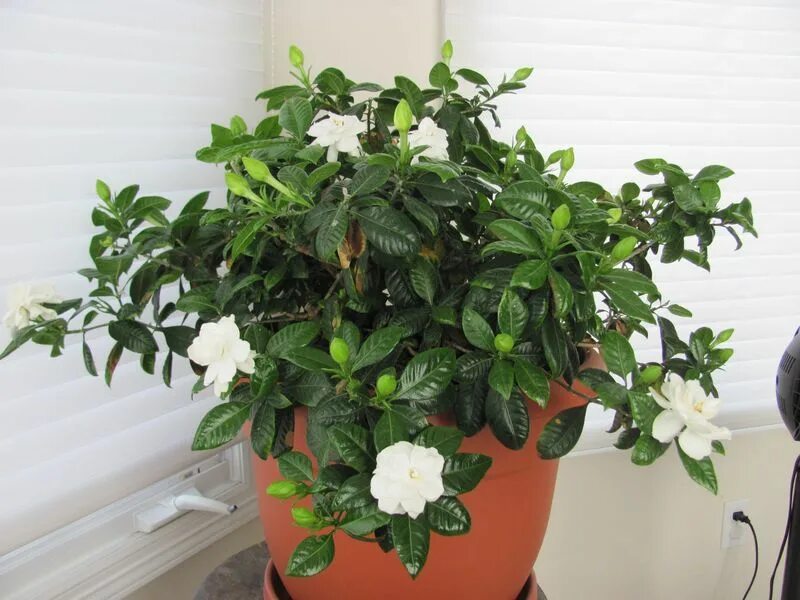 Поиск комнатного растения по фото Happy Birthday Tammy and My Lovely Gardenia Plant Гардения