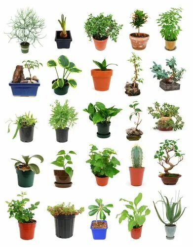 Поиск комнатного растения по фото more about house plants Plants, Exotic house plants, Easy care plants