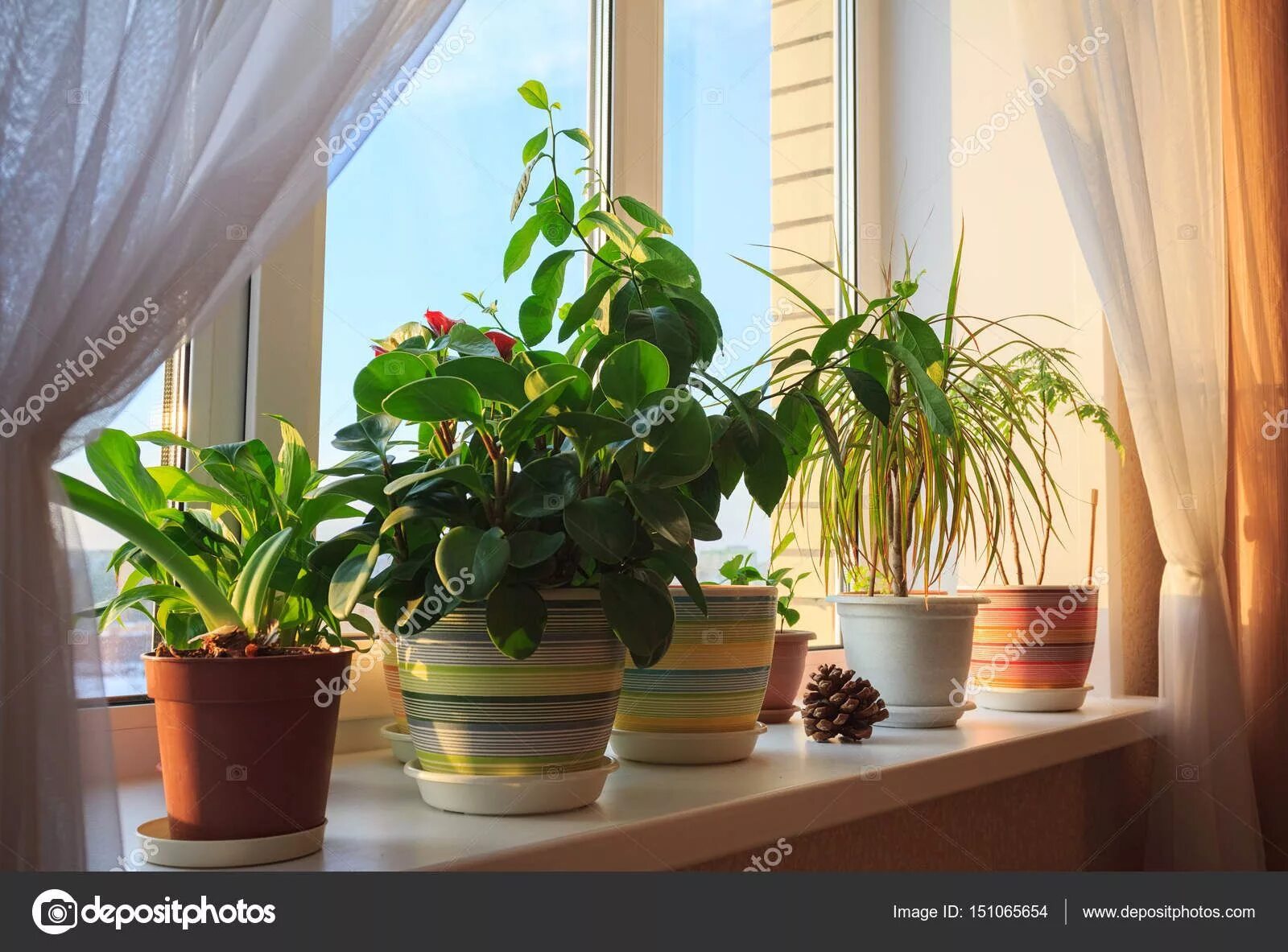 Поиск комнатного растения по фото Похожее изображение Easy indoor plants, House plants indoor, Easy care houseplan