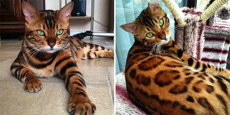 Поиск кошек по фото Thor the Bengal Cat is Fierce and Absolutely Stunning Bengal cat, Bengal kitten,