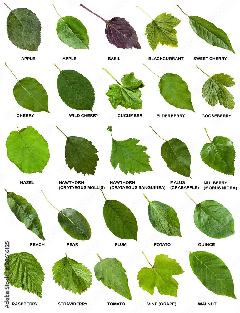 Поиск листьев по фото set of green leaves of trees and shrubs with names Stock Photo Adobe Stock