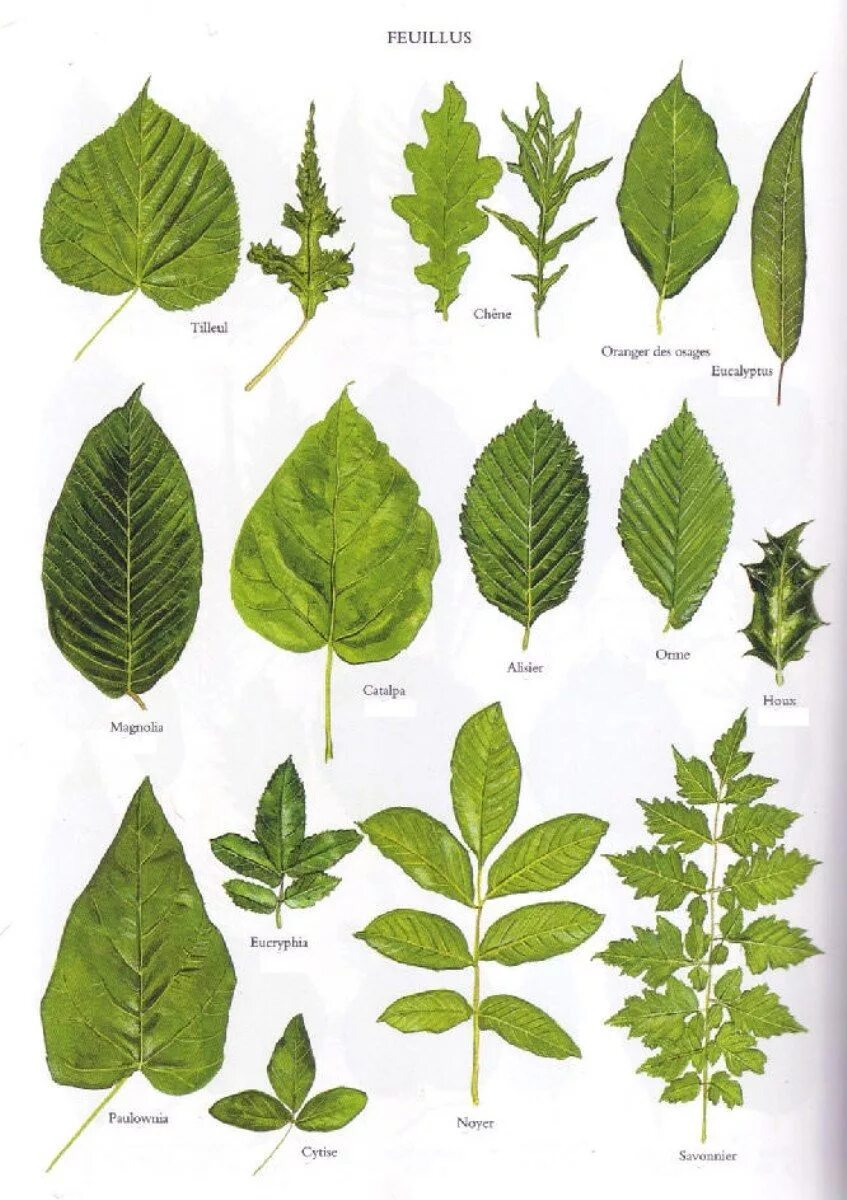 Поиск листьев по фото Quelques feuilles d’arbres. Tree leaf identification, Tree identification, Leaf 