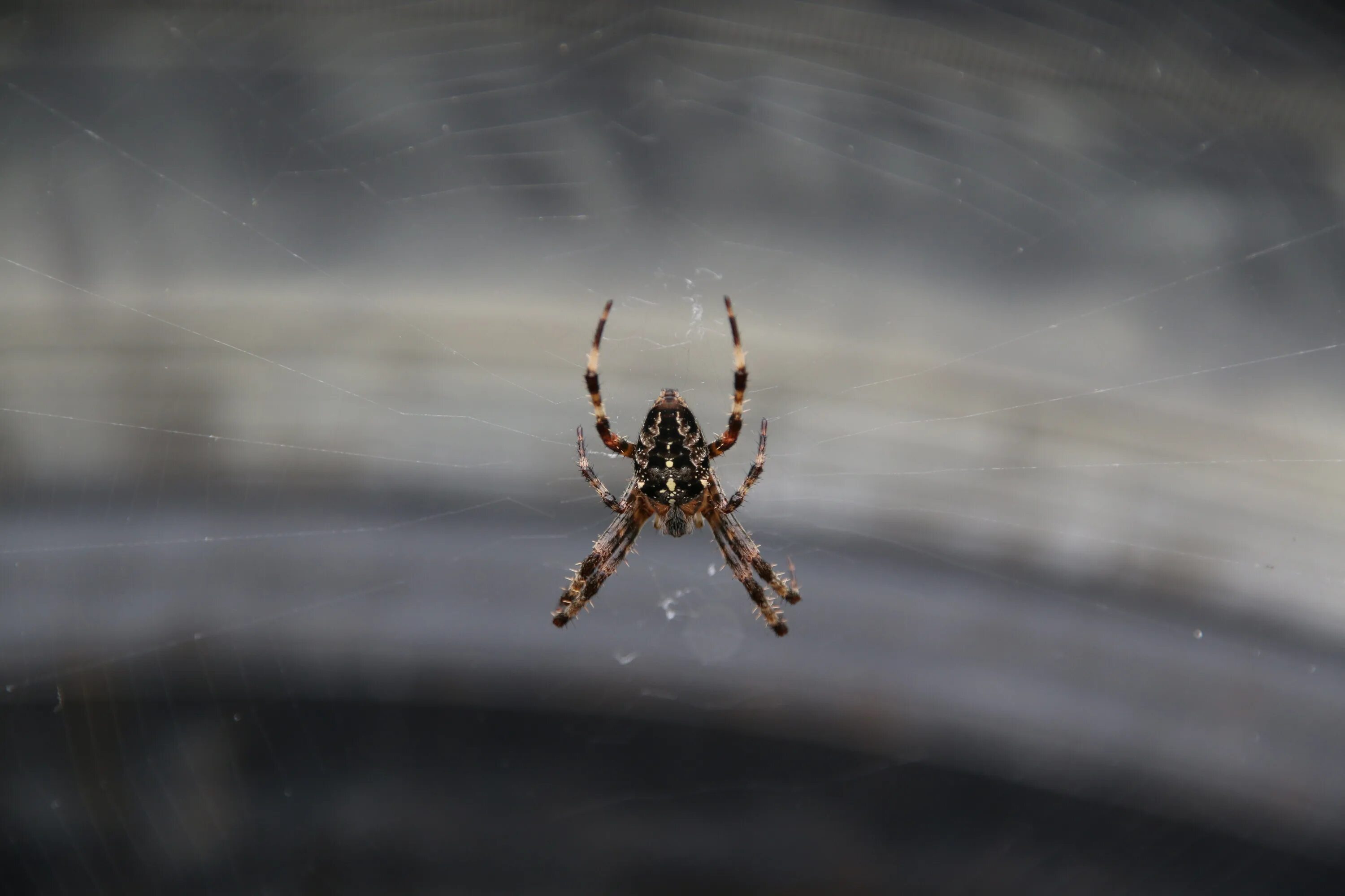 Поиск паука по фото Brown Garden Spider on cobweb at grey blur background free image download