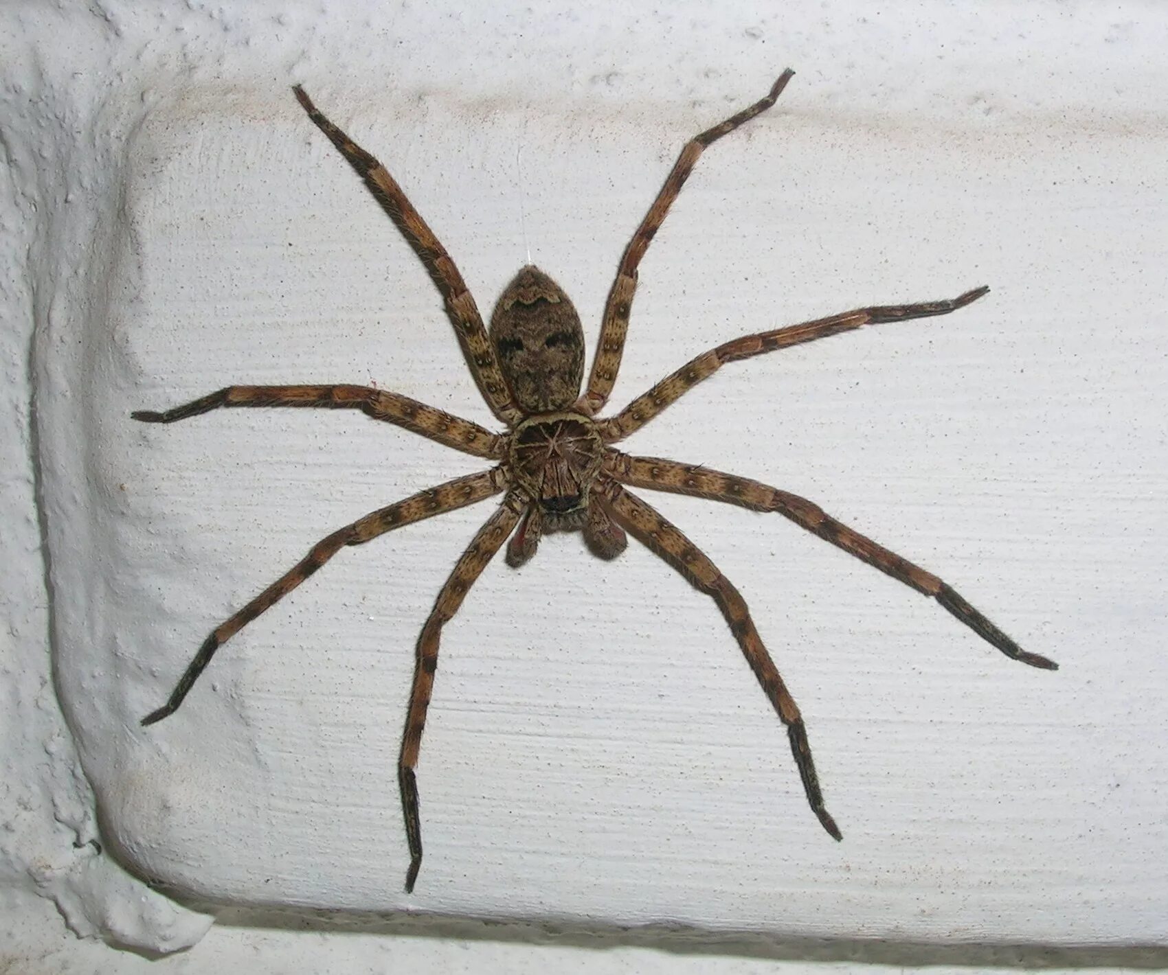 Поиск паука по фото File:Spider wyn sparassid.jpg - Wikimedia Commons