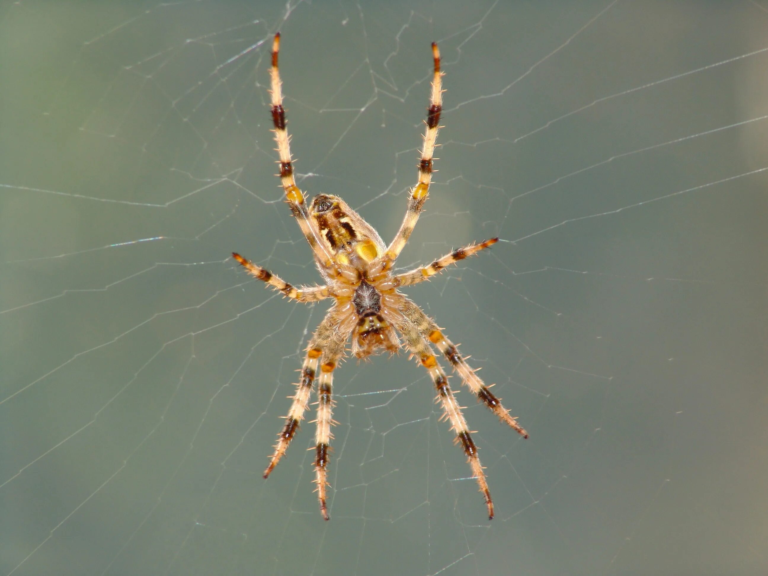 Поиск паука по фото Brown spotted spider on a blurred background free image download