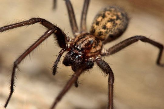 Поиск паука по фото Spider In House Изображения: просматривайте стоковые фотографии, векторные изобр