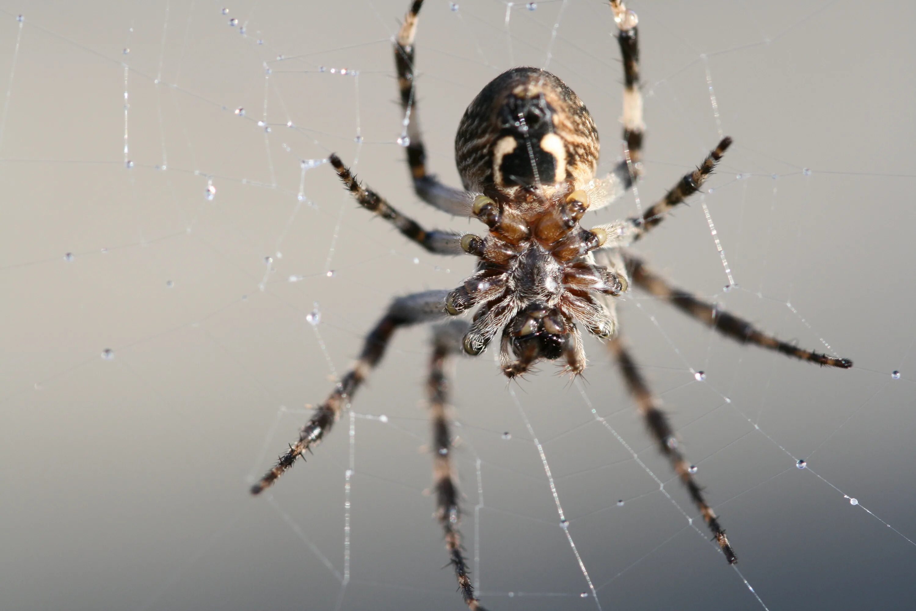 Поиск паука по фото Free Images : nature, fauna, invertebrate, cobweb, close up, arachnid, argiope, 