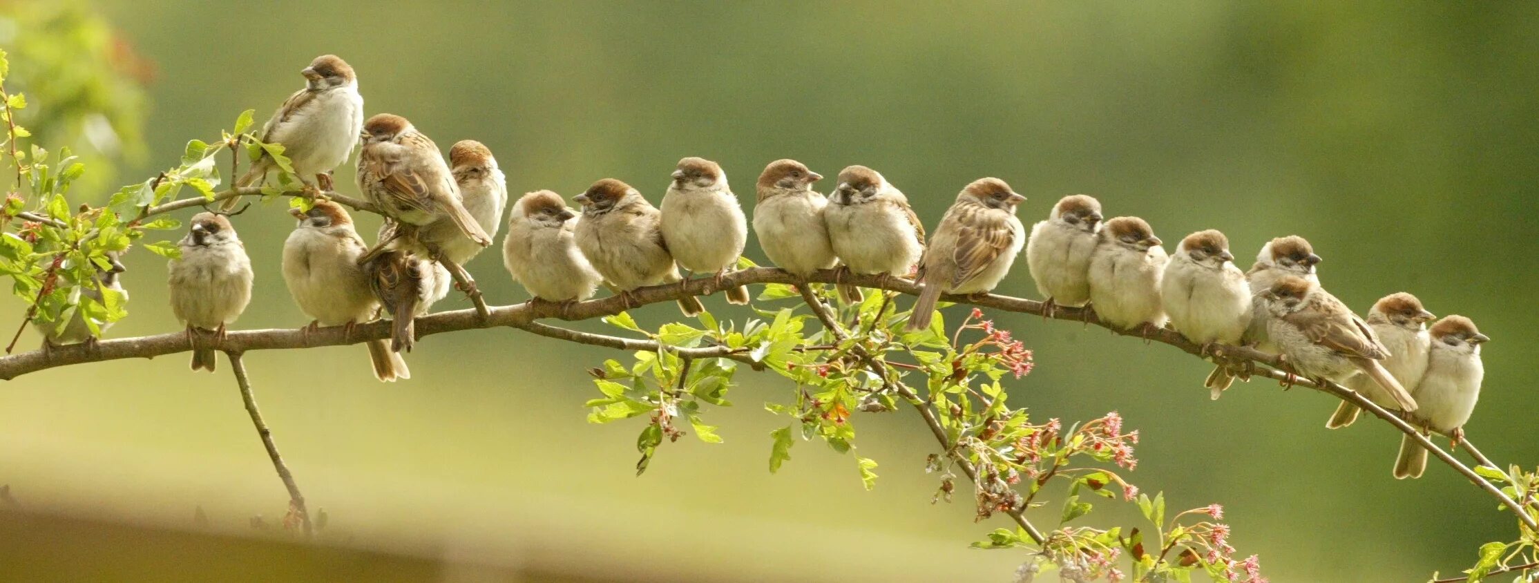 Поиск птицы по фото A cluster of birds perched together - Visit York Visit Ryedale