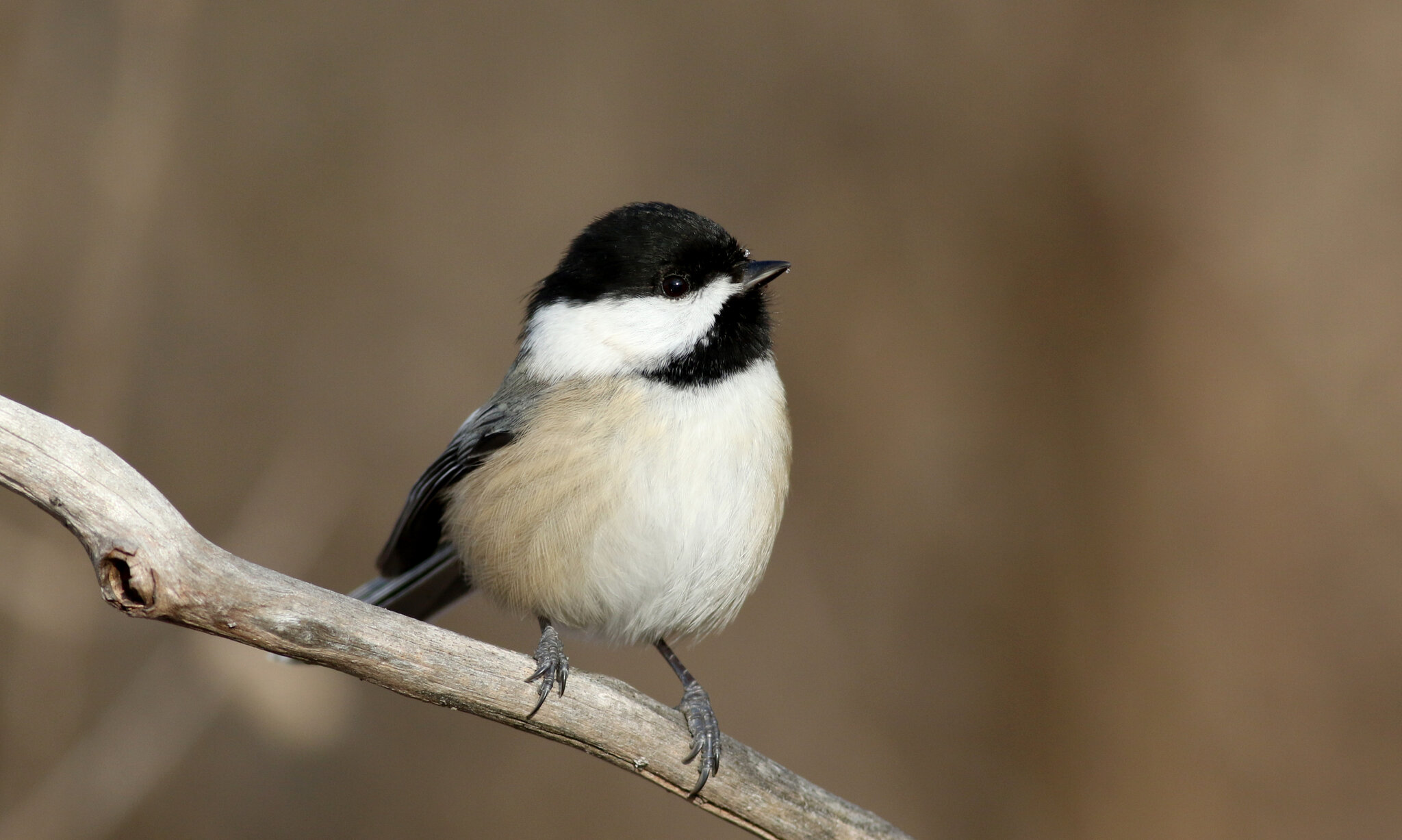 Поиск птицы по фото Can You Understand Bird? Test Your Recognition of Calls and Songs - The New York