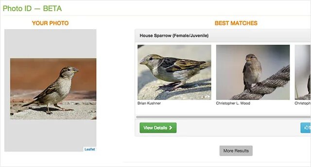 Поиск птицы по фото This Website Can Identify the Bird Species in a Photo PetaPixel