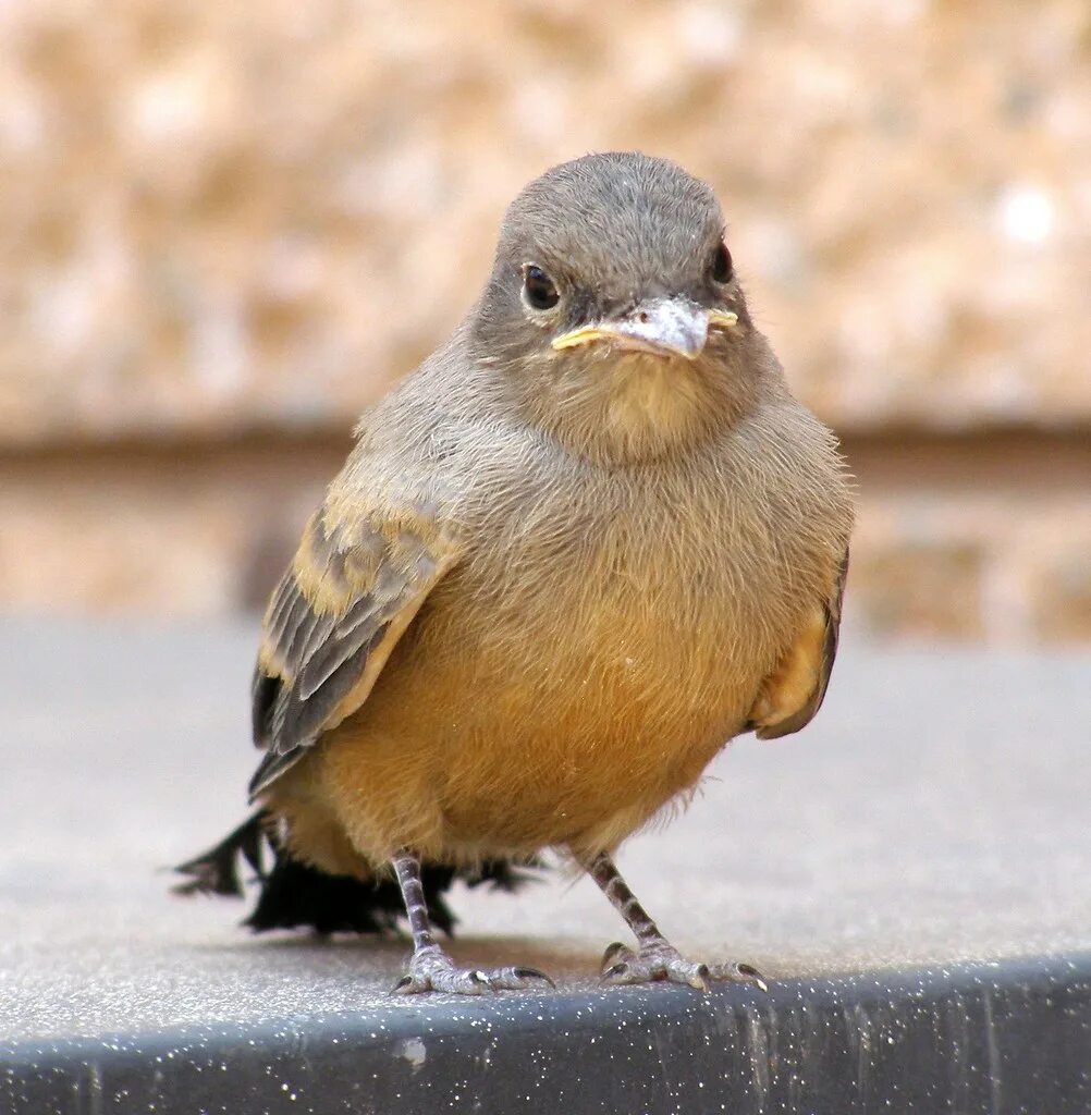 Поиск птицы по фото Say's Phoebe The Say's phoebe (Sayornis saya) is one of th. Flickr