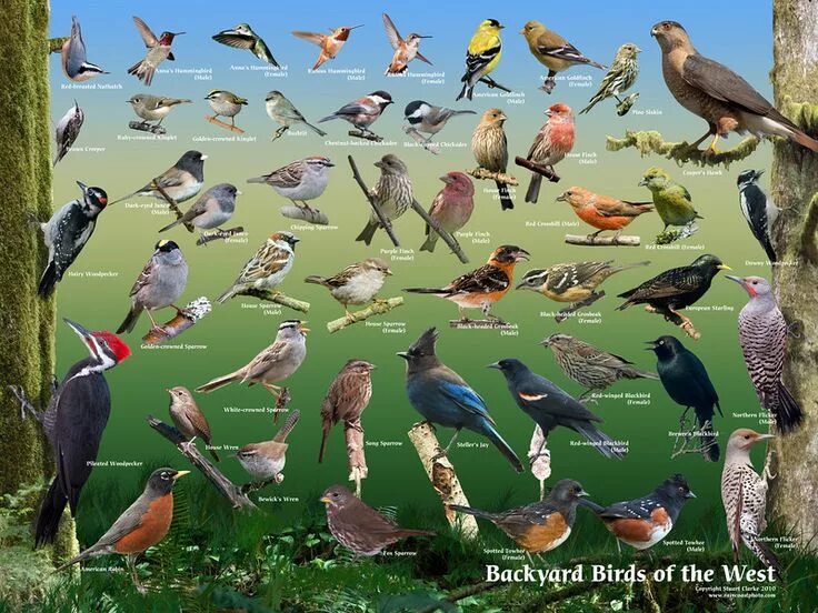 Поиск птицы по фото Birding in BC Community * View topic - BC bird poster wanted Wild birds backyard