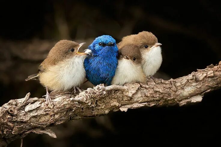 Поиск птицы по фото White-winged Fairy-wren Family. Dad (blue) With Three Chicks Pet birds, World bi